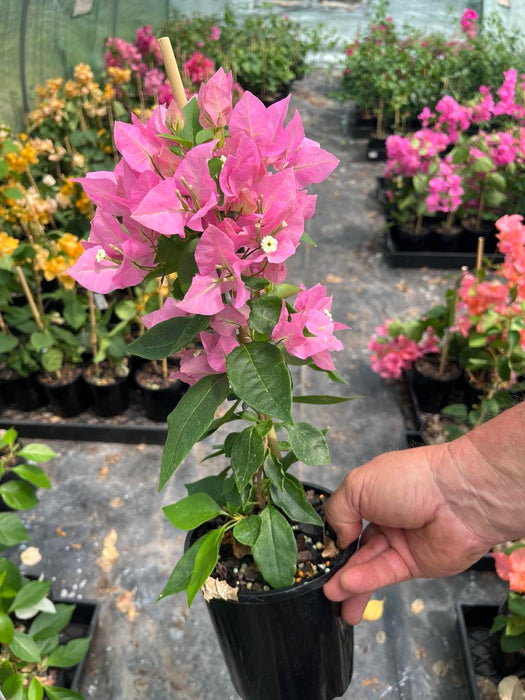 Bougainvillea Vera Pink