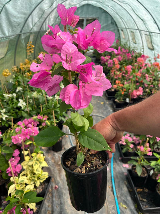 Bougainvillea Vicky