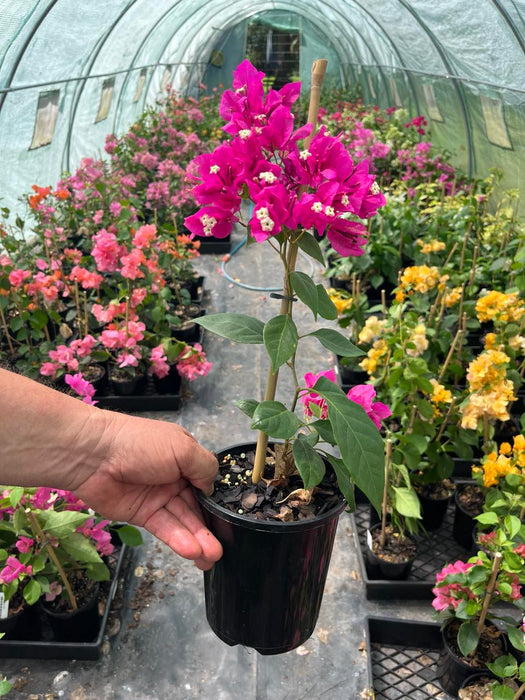 Bougainvillea Vera Deep Purple