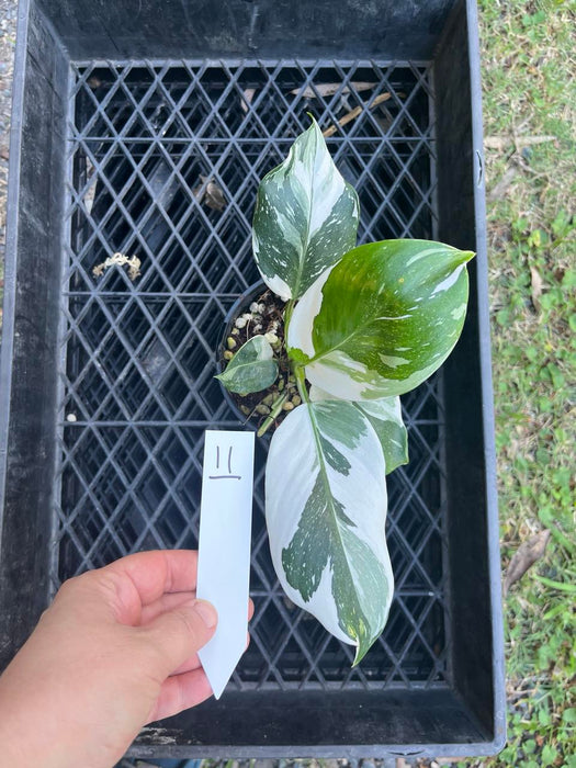 Philodendron White Princess #11