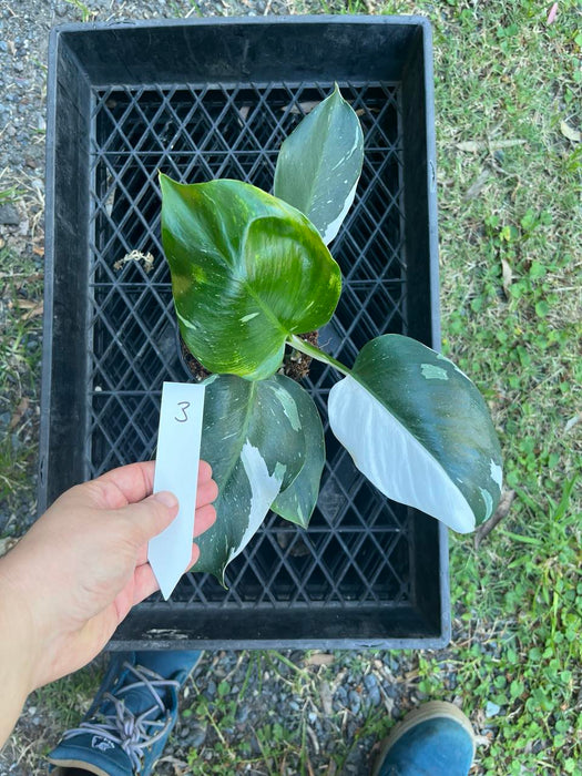 Philodendron White Princess #3