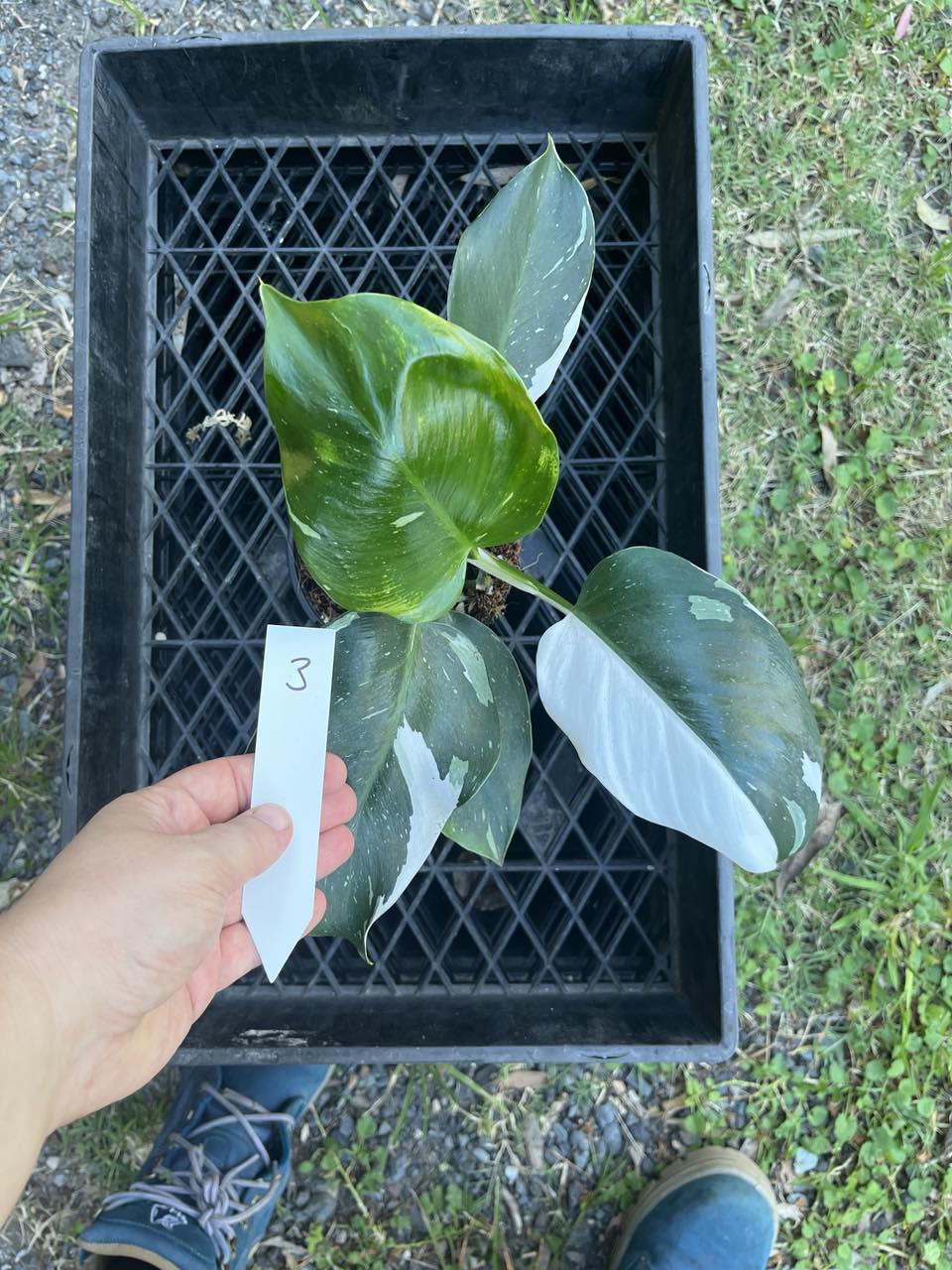 Philodendron White Princess