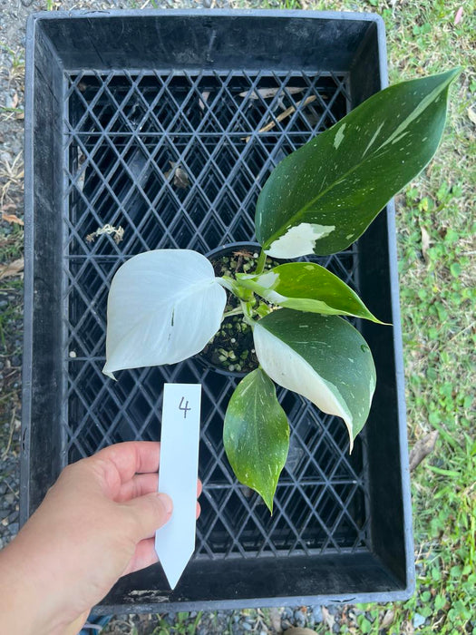 Philodendron White Princess #4