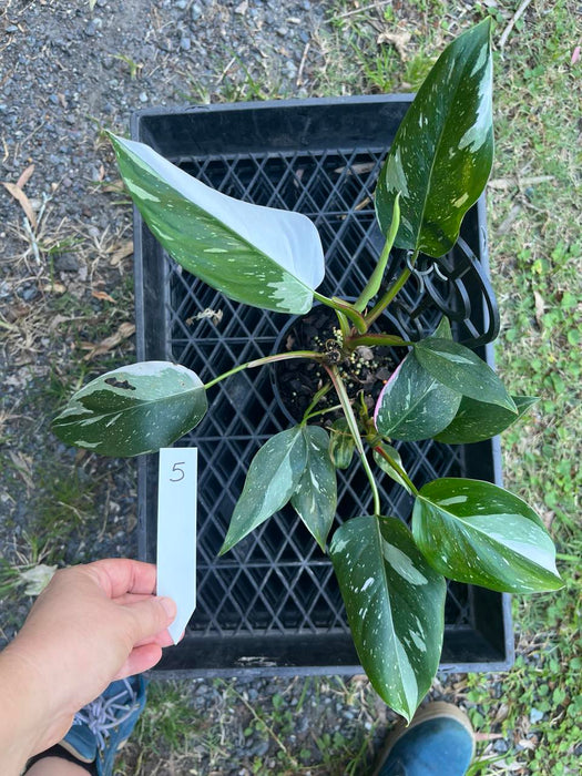 Philodendron White Princess #5