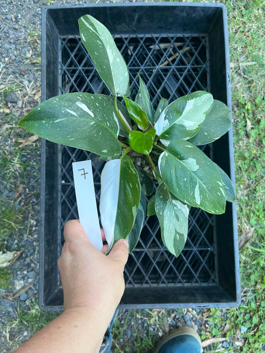 Philodendron White Princess #7