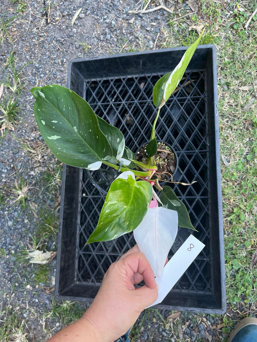 Philodendron White Princess #8