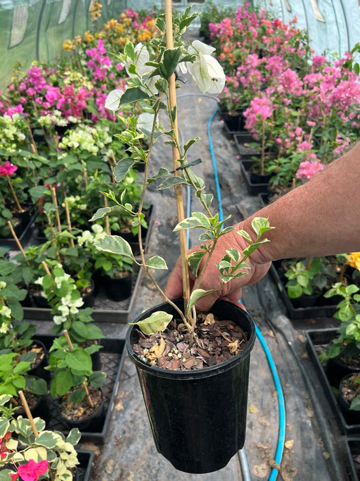 Bougainvillea White Stripe