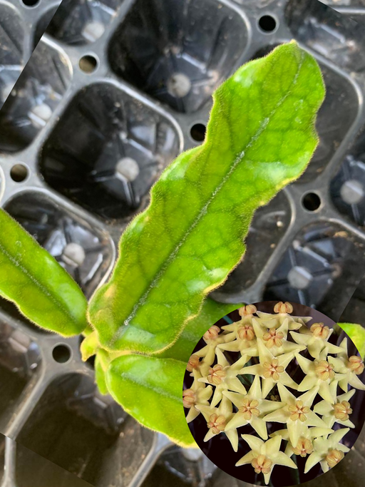 hoya villosa